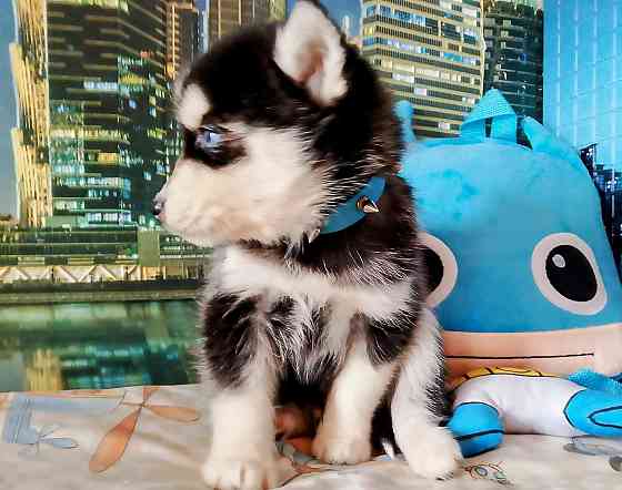 Инди помски миник (до 7 кг взрослым). Донецк