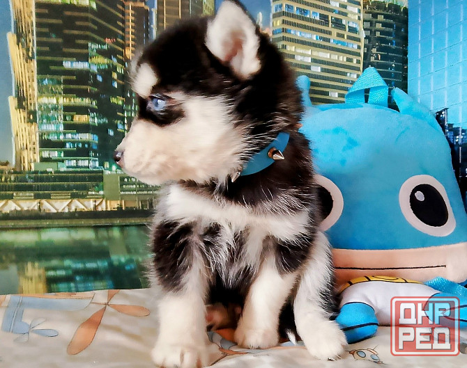 Инди помски миник (до 7 кг взрослым). Донецк - изображение 3