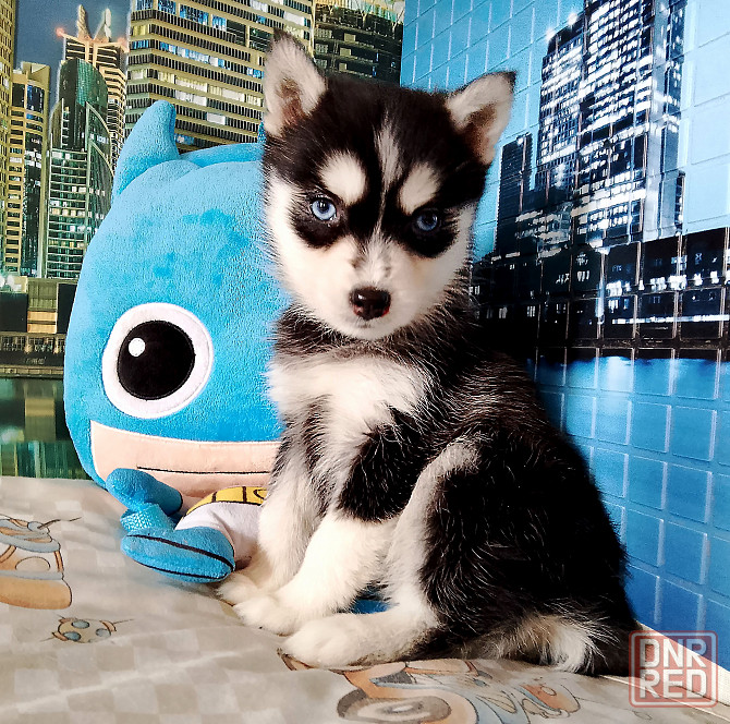 Инди помски миник (до 7 кг взрослым). Донецк - изображение 1