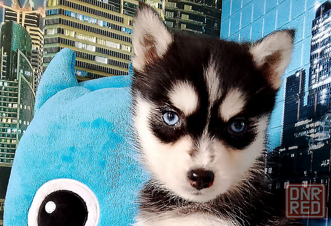 Инди помски миник (до 7 кг взрослым). Донецк - изображение 2