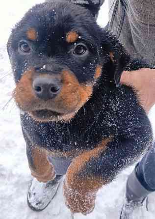 продажа Амвросиевка