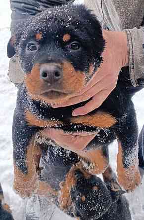 продажа Амвросиевка