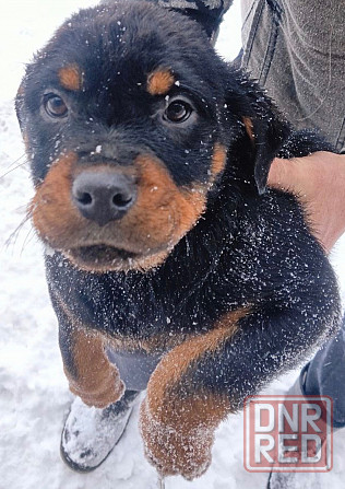 продажа Амвросиевка - изображение 1