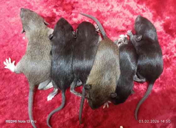 Дамбо. Мальчики и девочки Донецк