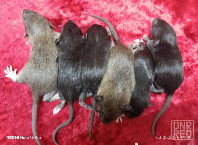 Дамбо. Мальчики и девочки Донецк - изображение 3