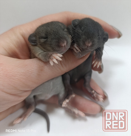 Дамбо. Мальчики и девочки Донецк - изображение 2