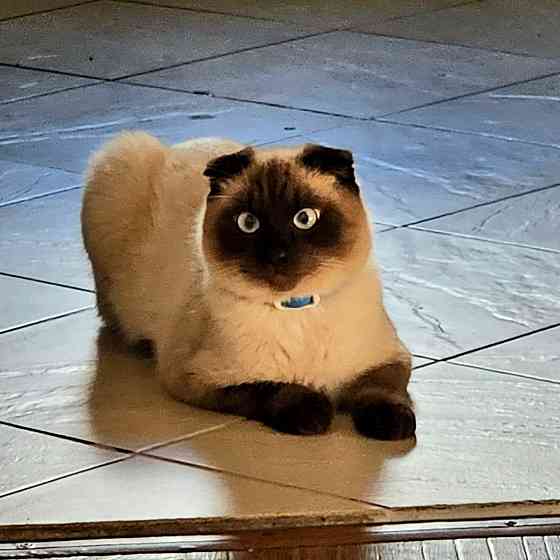 Потерялся котик!! Макеевка