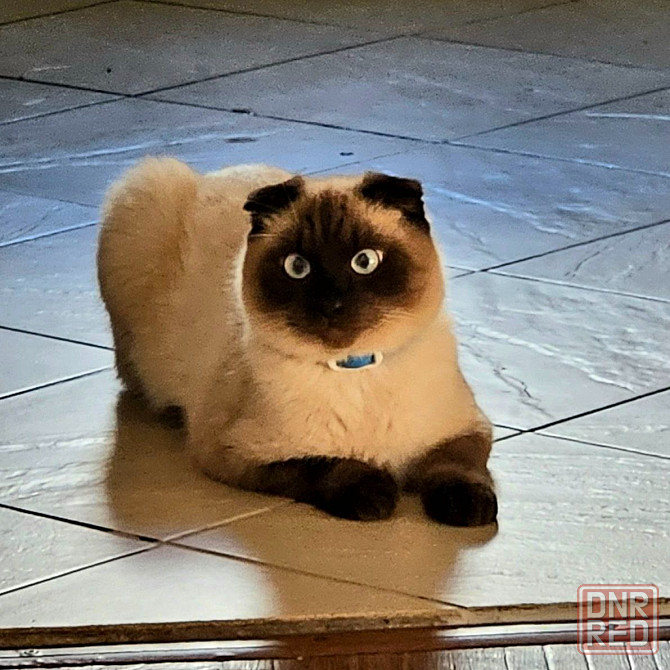 Потерялся котик!! Макеевка - изображение 1