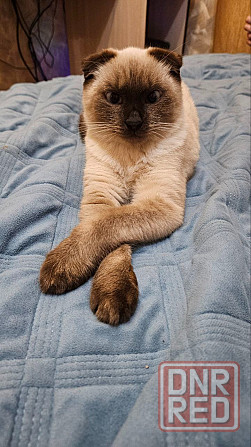 Потерялся котик!! Макеевка - изображение 2