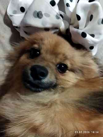 Шпиц тип " лиса" Донецк