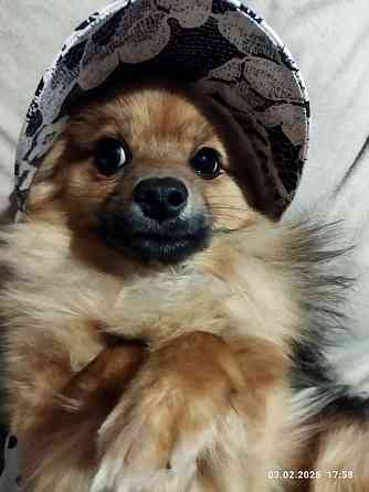 Шпиц немецкий Донецк