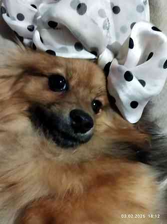 Шпиц немецкий Донецк