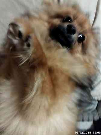 Шпиц немецкий Донецк