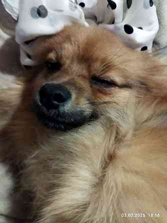 Шпиц немецкий Донецк