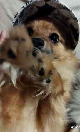 Шпиц тип " лиса" Донецк