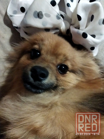 Шпиц тип " лиса" Донецк - изображение 3