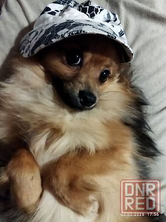 Шпиц тип " лиса" Донецк - изображение 2