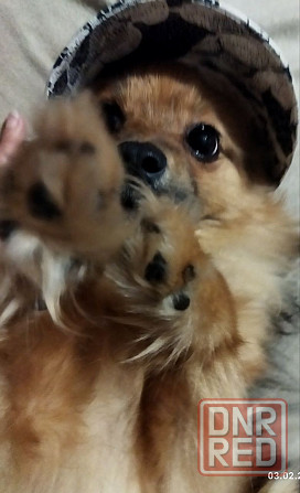 Шпиц тип " лиса" Донецк - изображение 1