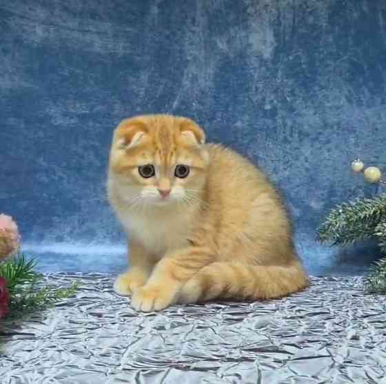 Золотая Шиншилла- вислоушка , документами вакцинацией Макеевка