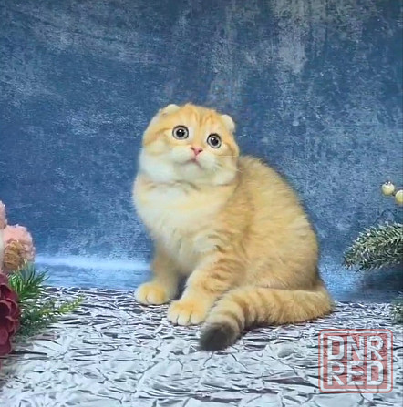 Золотая Шиншилла- вислоушка , документами вакцинацией Макеевка - изображение 2