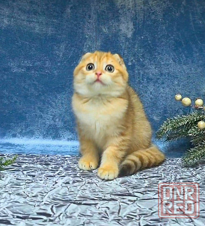 Золотая Шиншилла- вислоушка , документами вакцинацией Макеевка - изображение 1