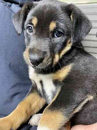 Отдам щенка в хорошие руки Донецк