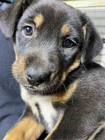 Отдам щенка в хорошие руки Донецк