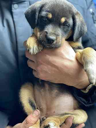 Отдам щенка в хорошие руки Донецк