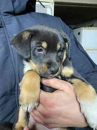 Отдам щенка в хорошие руки Донецк