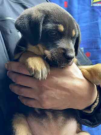 Отдам щенка в хорошие руки Донецк