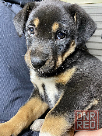 Отдам щенка в хорошие руки Донецк - изображение 1