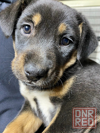 Отдам щенка в хорошие руки Донецк - изображение 3