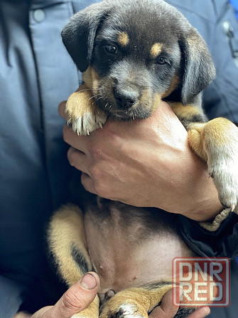 Отдам щенка в хорошие руки Донецк - изображение 2