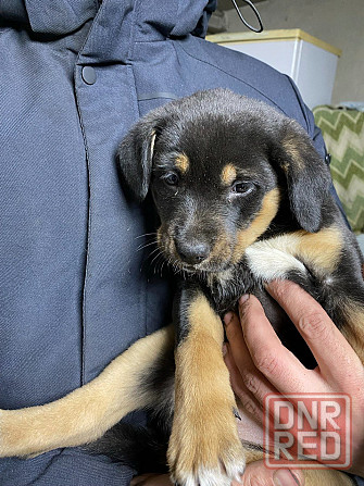 Отдам щенка в хорошие руки Донецк - изображение 7