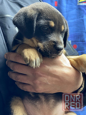 Отдам щенка в хорошие руки Донецк - изображение 4