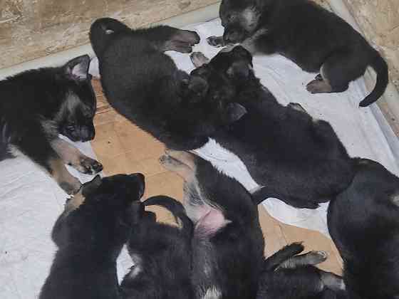 Щенки немецкой овчарки Донецк