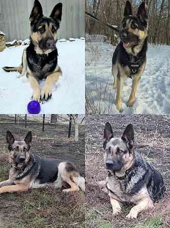 Щенки немецкой овчарки Донецк