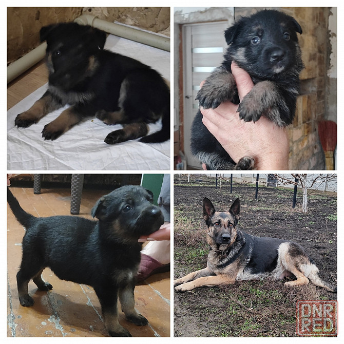 Щенки немецкой овчарки Донецк - изображение 1