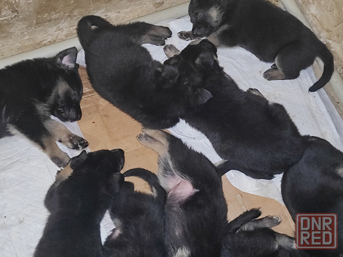 Щенки немецкой овчарки Донецк - изображение 2