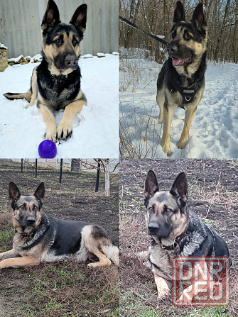 Щенки немецкой овчарки Донецк - изображение 3