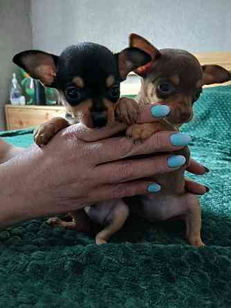 Щенки Русского Той-терьер Донецк