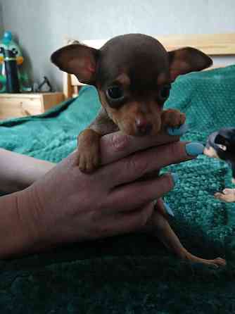 Щенки Русского Той-терьер Донецк