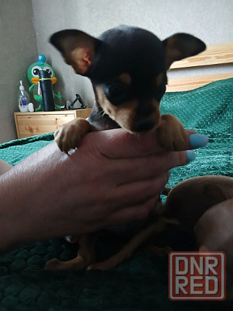 Щенки Русского Той-терьер Донецк - изображение 3