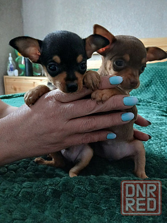 Щенки Русского Той-терьер Донецк - изображение 1