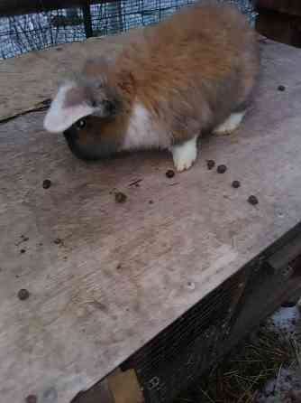 Продам кроликов породы французский баран Луганск