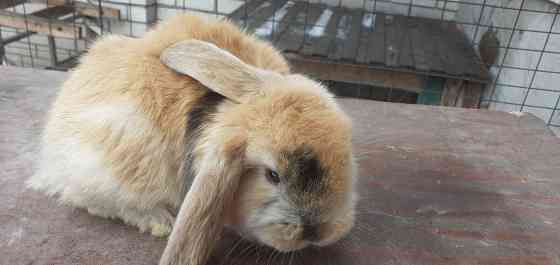 Продам кроликов породы французский баран Луганск