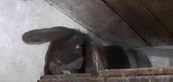 Продам кроликов породы французский баран Луганск