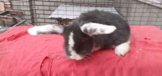 Продам кроликов породы французский баран Луганск