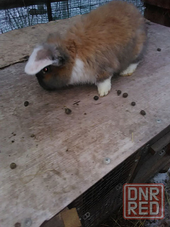 Продам кроликов породы французский баран Луганск - изображение 5