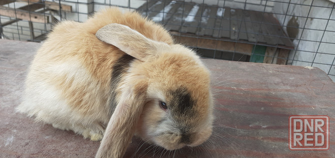 Продам кроликов породы французский баран Луганск - изображение 2